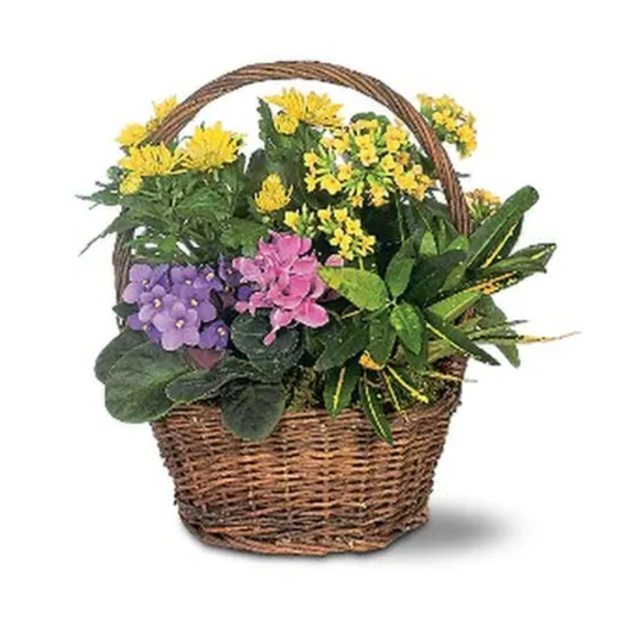 Petite European Basket