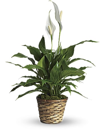 Spathiphyllum Plant