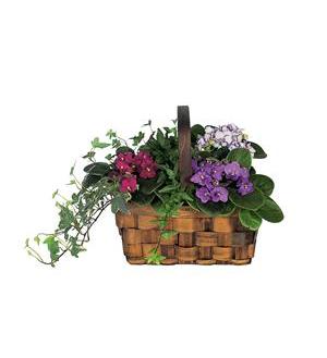 Mixed African Violet Basket