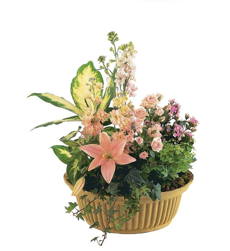 Peach Tribute Garden