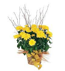 Yellow Hope Chrysanthemums